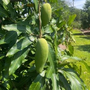 Grafted Mun Kun Si Mango, 3 Gallon Pot