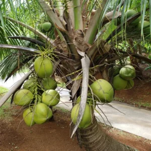 Rare Dwarf Green Malayan Costa Rican Certified Coconuts
