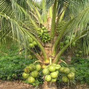 Rare Dwarf Green Malayan Costa Rican Certified Coconuts