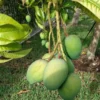 Grafted Bombay Mango, 3 Gallon Pot