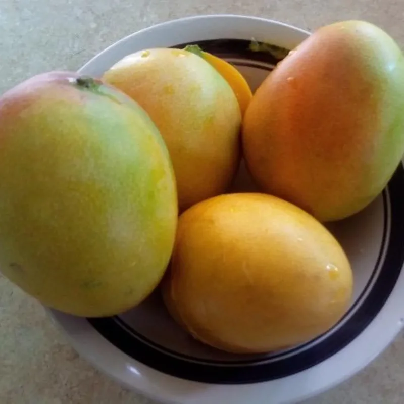 Grafted Bombay Mango, 3 Gallon Pot