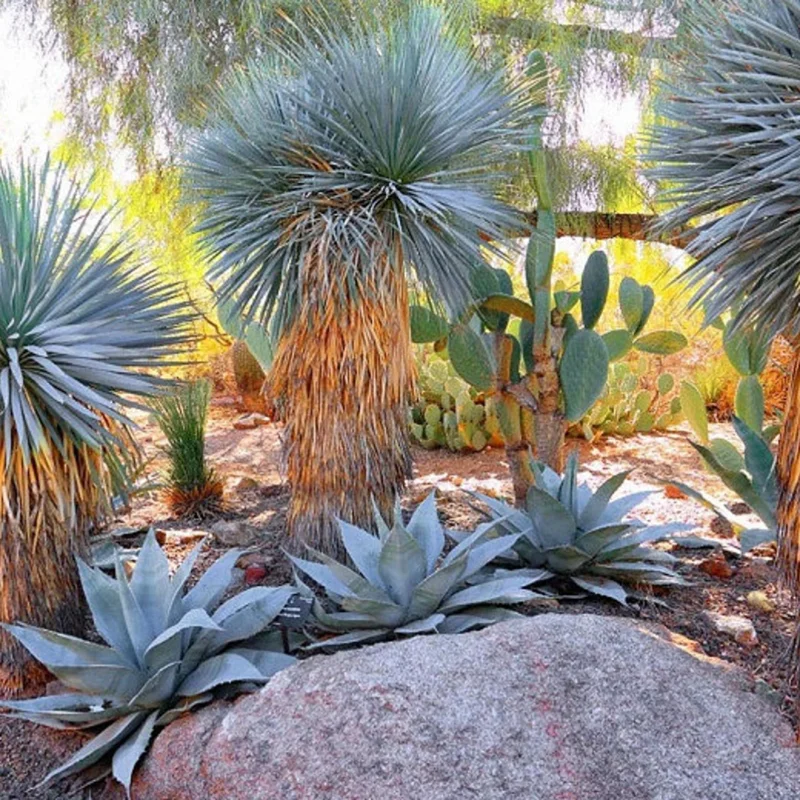 Large 3G Big Bend Yucca Rostrata, From Handpicked Mexican Seeds, Exotic Blue Color, Live Desert Plant, Rooted, 3 Gallon Potfree Shipping