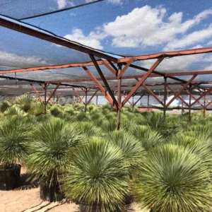 Large 3G Big Bend Yucca Rostrata, From Handpicked Mexican Seeds, Exotic Blue Color, Live Desert Plant, Rooted, 3 Gallon Potfree Shipping