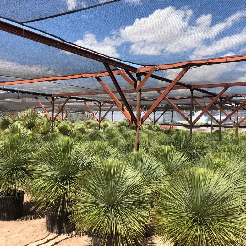 Large 3G Big Bend Yucca Rostrata, From Handpicked Mexican Seeds, Exotic Blue Color, Live Desert Plant, Rooted, 3 Gallon Potfree Shipping