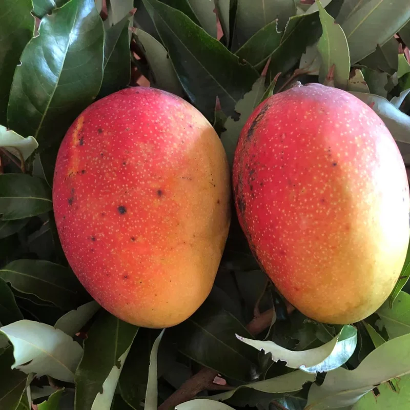 Grafted Pina Colada, 3 Gallon Pot