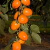 American Persimmon Tree in Pot, Hardy Fruit Tree for Zones 4-9, Persimmon Tree Live Plant, 6 to 12 Inch Tall