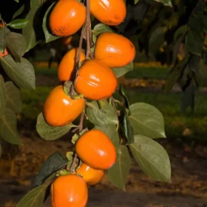 American Persimmon Tree in Pot, Hardy Fruit Tree for Zones 4-9, Persimmon Tree Live Plant, 6 to 12 Inch Tall
