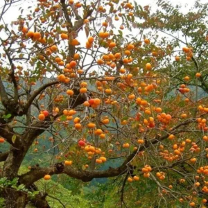 American Persimmon Tree in Pot, Hardy Fruit Tree for Zones 4-9, Persimmon Tree Live Plant, 6 to 12 Inch Tall