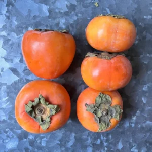 American Persimmon Tree for Planting Outdoors, Diospyros virginiana American, Hardy Fruit Tree for Zones 4-9