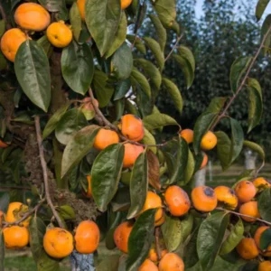 American Persimmon Tree for Planting Outdoors, Diospyros virginiana American, Hardy Fruit Tree for Zones 4-9