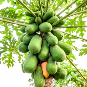 Papaya Tree Live Plant - 4 Inch Pot - Live Papaya Tree Seedling - Papaya Plant Live, Perennial Fruit Tree