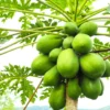 Papaya Tree Live Plant - 4 Inch Pot - Live Papaya Tree Seedling - Papaya Plant Live, Perennial Fruit Tree