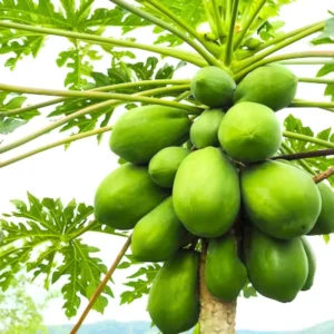 Papaya Tree Live Plant - 4 Inch Pot - Live Papaya Tree Seedling - Papaya Plant Live, Perennial Fruit Tree