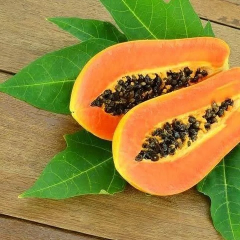 Live Papaya Tree - Live Papaya Tree Seedling - 10 Inch Tall - Papaya Fruit Tree for Outdoor Planting