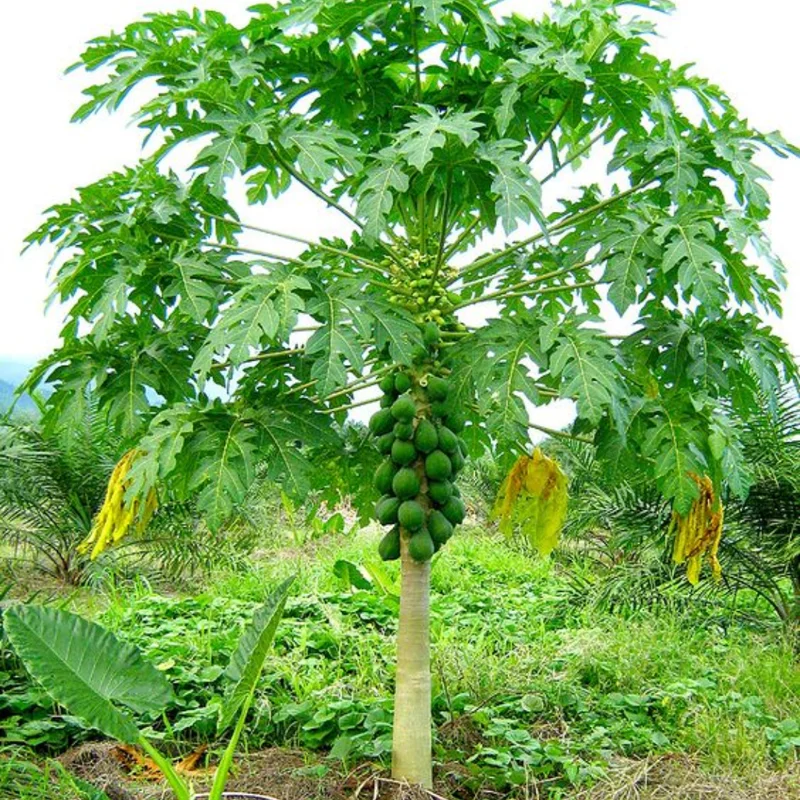 Live Papaya Tree - Live Papaya Tree Seedling - 10 Inch Tall - Papaya Fruit Tree for Outdoor Planting