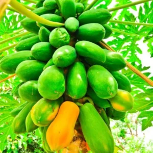 Papaya Fruit Tree for Growing - Live Papaya Tree Seedling - 11 Inch Tall - 4 Inch Pot - Papaya Fruit Tree for Outdoor Planting