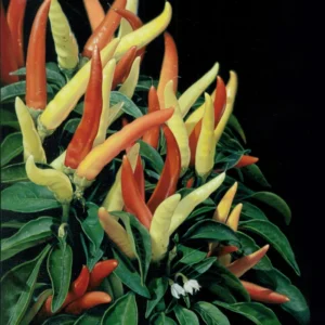Ornamental Pepper Plant - 4 Inch Pot, Houseplant Indoor Outdoor - Vibrant and Colorful Pepper Plant