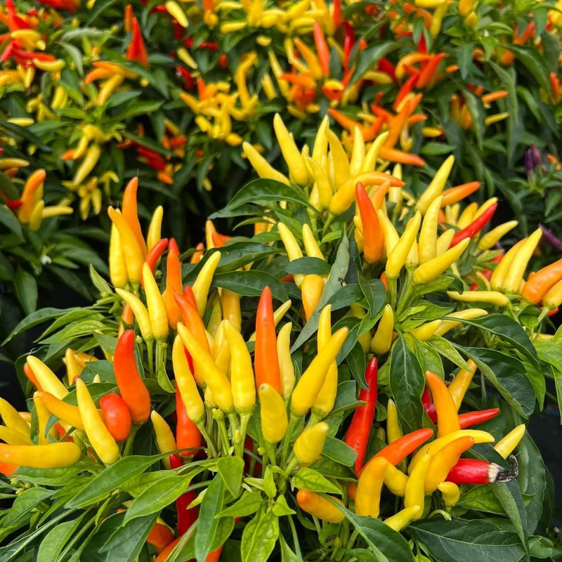 Ornamental Pepper Plant - 4 Inch Pot, Houseplant Indoor Outdoor - Vibrant and Colorful Pepper Plant