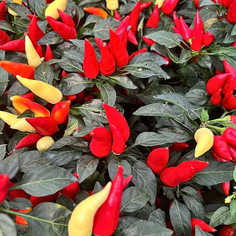 Ornamental Pepper Plant - 4 Inch Pot, Houseplant Indoor Outdoor - Vibrant and Colorful Pepper Plant
