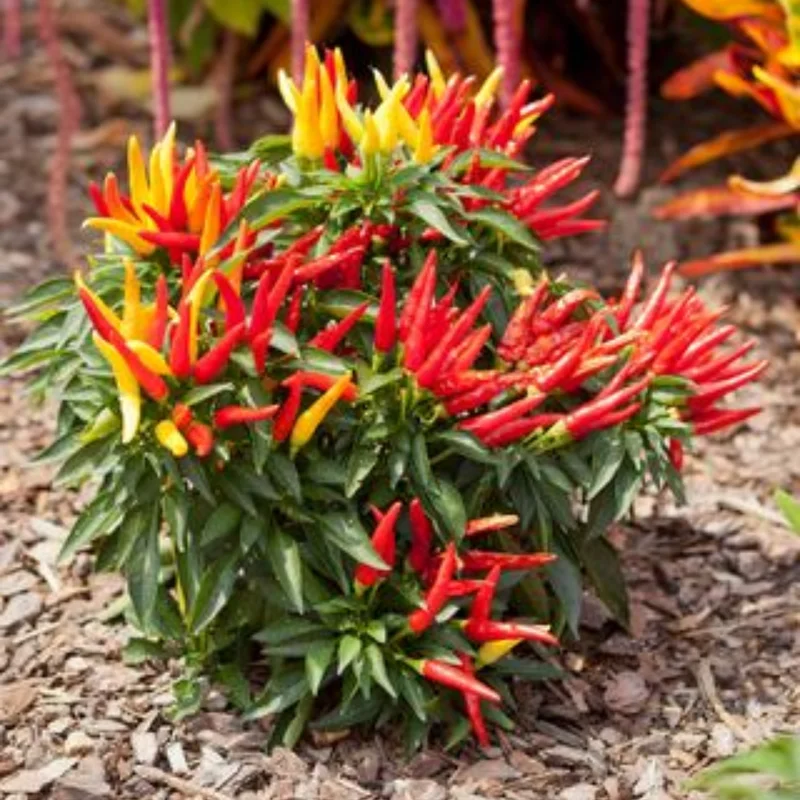 Ornamental Pepper Plant - 4 Inch Pot, Houseplant Indoor Outdoor - Vibrant and Colorful Pepper Plant