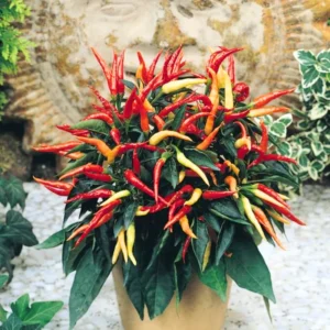 Ornamental Pepper Plant for Planting - Potted- Colorful Pepper Plant - for Indoor Outdoor Growing - Zone: 9 - 11