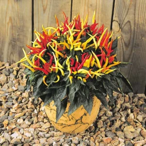 Ornamental Pepper Plant for Planting - Potted- Colorful Pepper Plant - for Indoor Outdoor Growing - Zone: 9 - 11