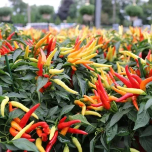 Multicolor Pepper Plant - 4 Inch Pot -Decorative Pepper Plant- Vibrant and Colorful Vegetable Plant
