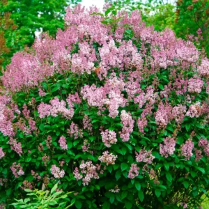 Lilac Tree Live Plant - 6 to 12 Inch Tall, Well Rooted, Easy to Plant, Perennial Flower