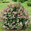 Lilac Tree Live Plant, Well Rooted, 6 to 12 Inch Tall, 4 Inch Pot, Perennial Flowers for Outdoor Garden or Hedge