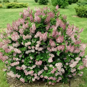 Lilac Tree Live Plant, Well Rooted, 6 to 12 Inch Tall, 4 Inch Pot, Perennial Flowers for Outdoor Garden or Hedge