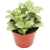 2 Fittonia Albivenis Live Plant - Nerve Starter Plant - Ornamental Indoor Houseplant