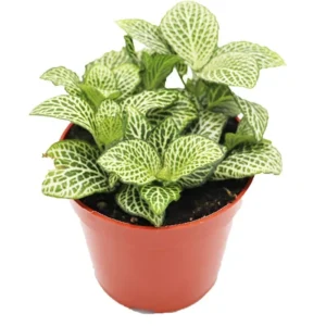 2 Fittonia Albivenis Live Plant - Nerve Starter Plant - Ornamental Indoor Houseplant