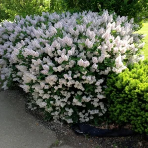 Lilac Live Plant - Old-Fashioned Lilac Variety with Fragrant Flowers - Hardy Outdoor Shrub for Spring Blooms