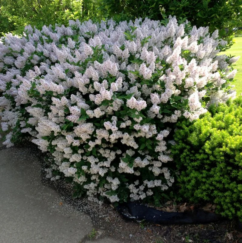 Lilac Live Plant - Old-Fashioned Lilac Variety with Fragrant Flowers - Hardy Outdoor Shrub for Spring Blooms