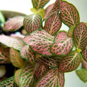 2 Fittonia Albivenis Live Plant - Nerve Starter Plant - Ornamental Indoor Houseplant