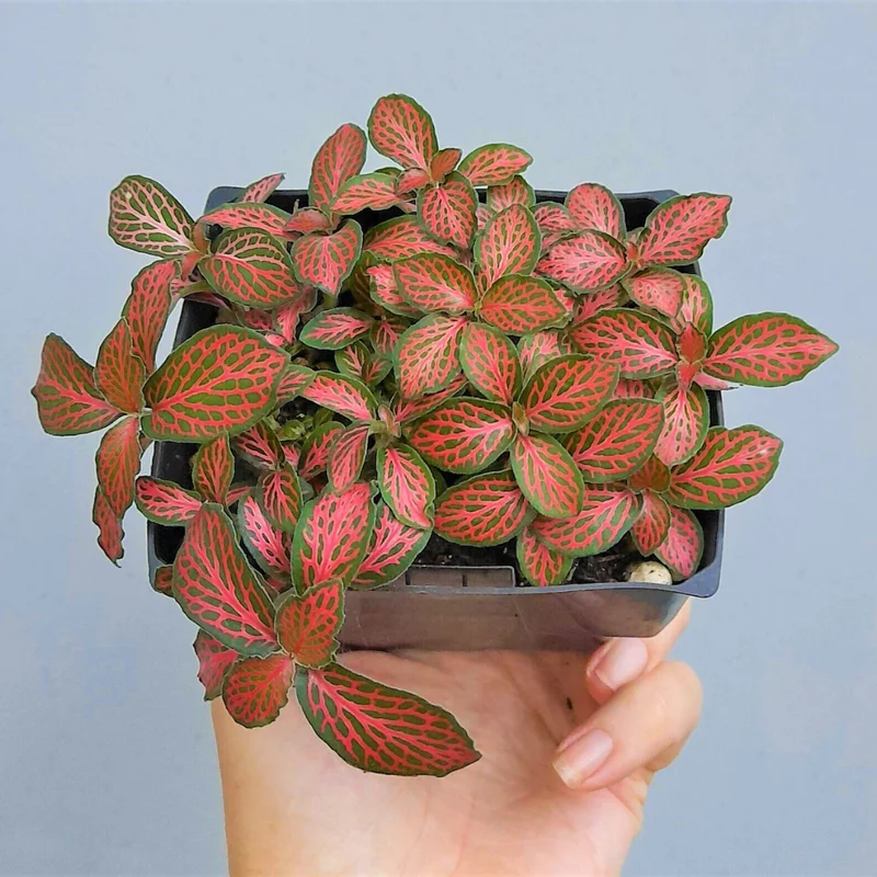2 Fittonia Albivenis Plant, Nerve Plant Live, Houseplant Decor, Stunning Houseplant