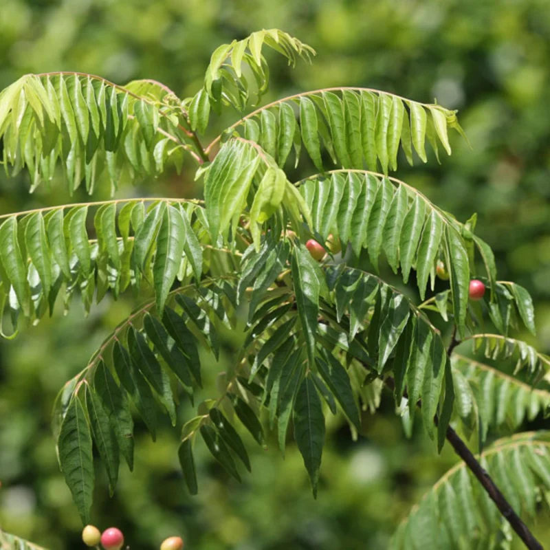 Murraya Koenigii Curry Leaf Plant Live – Sweet Neem Tree 5-9 Inch Tall in Compact 4-Inch Pot for Planting