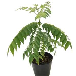 Murraya Koenigii Curry Leaf Plant Live – Sweet Neem Tree 5-9 Inch Tall in Compact 4-Inch Pot for Planting