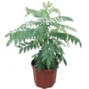 Murraya Koenigii Curry Leaf Plant Live – Sweet Neem Tree 5-9 Inch Tall in Compact 4-Inch Pot for Planting