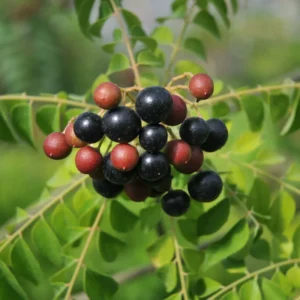 Murraya Koenigii Curry Leaf Plant Live – Sweet Neem Tree 5-9 Inch Tall in Compact 4-Inch Pot for Planting