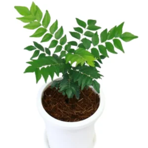Curry Leaf Plant Live, 5-9 Inch Tall Murraya Koenigii Curry Leaves Tree In 4-Inch Pot, Sweet Neem Tree