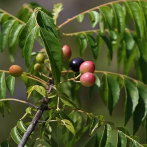 Murraya Koenigii Curry Leaf Plant Live – Sweet Neem Tree 5-9 Inch Tall in Compact 4-Inch Pot for Planting