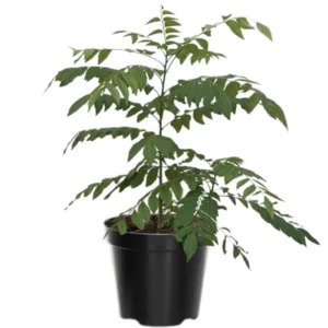 Curry Leaf Plant Live, 8-12 Inch Tall Murraya Koenigii Curry Leaves Tree in 4-Inch Pot, Ideal for Fresh Curry Leaves and Gardening