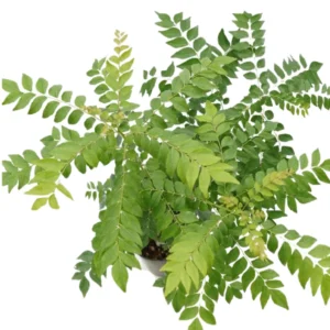 Murraya Koenigii Curry Leaf Plant Live - 14-16 Inch Tall, Half Gallon Pot - Sweet Neem Tree - Ideal for Fresh Herb Planting