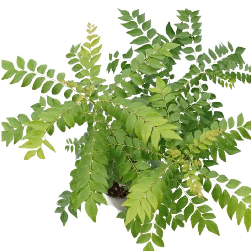 Murraya Koenigii Curry Leaf Plant Live - 14-16 Inch Tall, Half Gallon Pot - Sweet Neem Tree - Ideal for Fresh Herb Planting