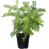 Murraya Koenigii Curry Leaf Plant Live - 14-16 Inch Tall, Half Gallon Pot - Sweet Neem Tree - Ideal for Fresh Herb Planting
