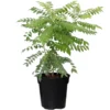 Curry Leaves Plant Live – 14-16 Inc Tall - Sweet Neem Tree Murraya Koenigii Curry Leaf Plant, Half Gallon Pot, Great for Outdoor and Indoor Planting
