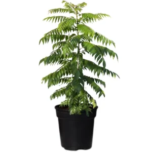 Curry Leaves Plant Live – 14-16 Inc Tall - Sweet Neem Tree Murraya Koenigii Curry Leaf Plant, Half Gallon Pot, Great for Outdoor and Indoor Planting