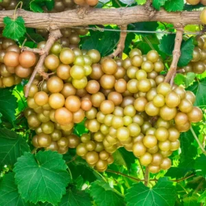 Muscadine Grape Vine, Grape Plant Live, 8-12 Inch Tall, Muscadine Grape Fruit Tree