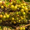 Muscadine Grape Vine, Grape Plant Live, 8-12 Inch Tall, Muscadine Grape Fruit Tree